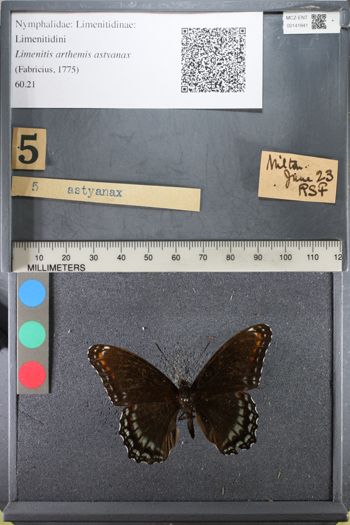 Media type: image;   Entomology 141841